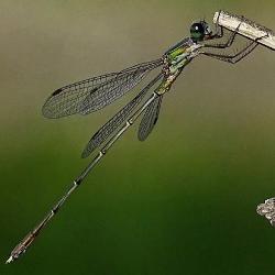 Lestes parvidens